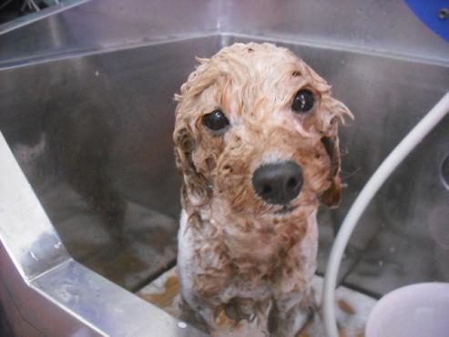 ファイル 2931-2.jpg