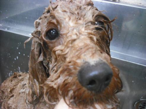 ファイル 2935-2.jpg