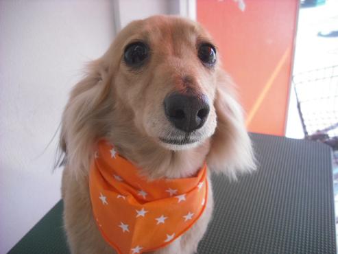 ファイル 2937-1.jpg