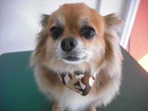 ファイル 2938-1.jpg