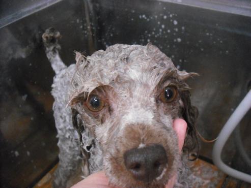 ファイル 2945-2.jpg