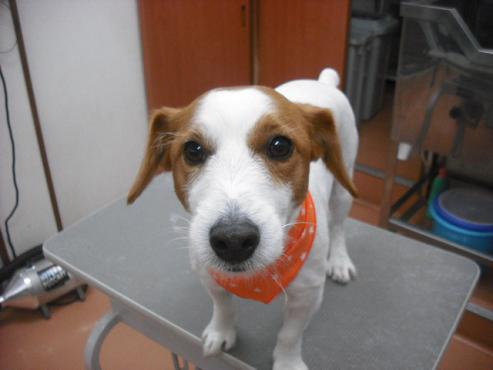 ファイル 2946-1.jpg