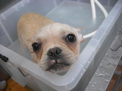 ファイル 2947-1.jpg