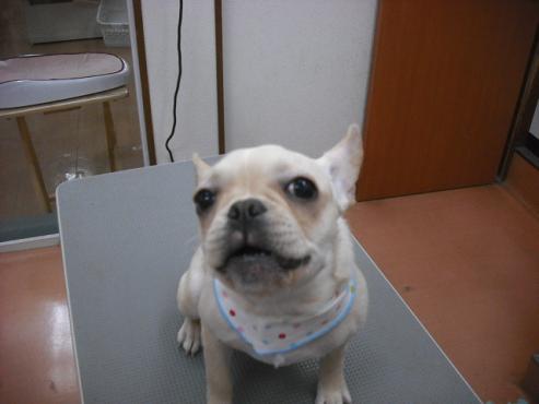 ファイル 2947-2.jpg