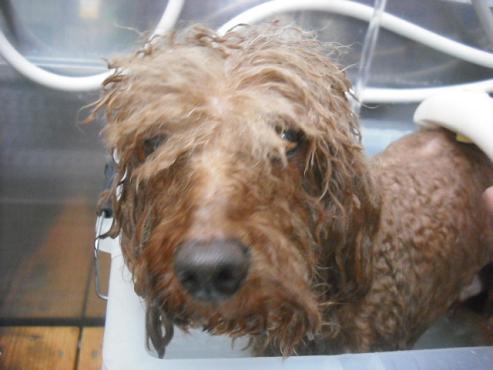 ファイル 2948-2.jpg