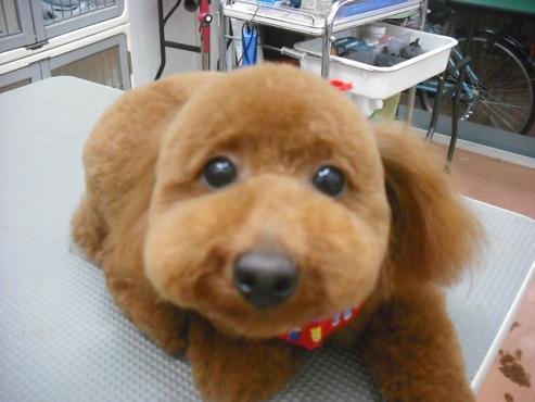 ファイル 2950-1.jpg