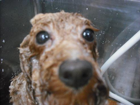 ファイル 2950-2.jpg