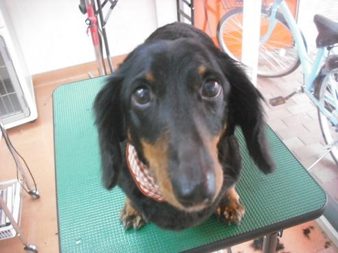 ファイル 2951-1.jpg