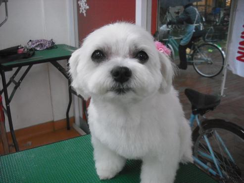 ファイル 2952-1.jpg