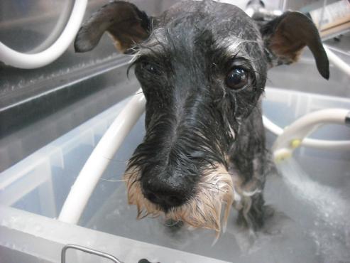 ファイル 2954-2.jpg