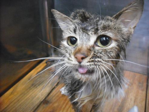 ファイル 2955-1.jpg