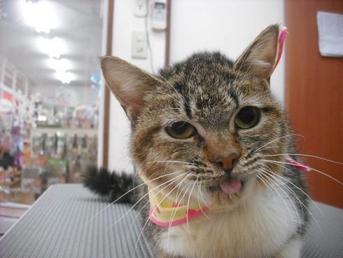 ファイル 2955-2.jpg