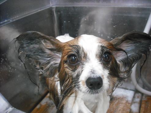 ファイル 2956-2.jpg