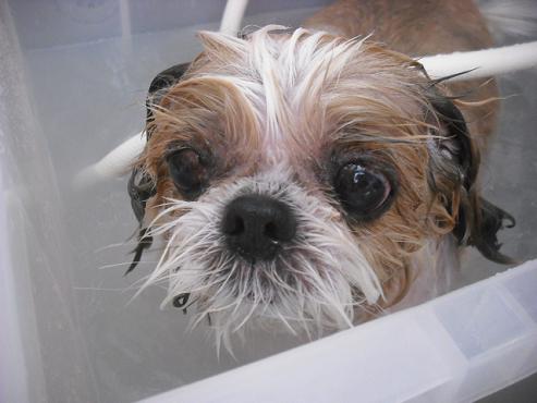 ファイル 2958-2.jpg