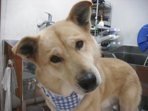 ファイル 2959-1.jpg