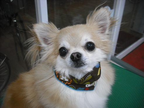 ファイル 2961-1.jpg