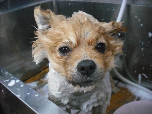 ファイル 2962-2.jpg