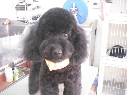 ファイル 2963-1.jpg