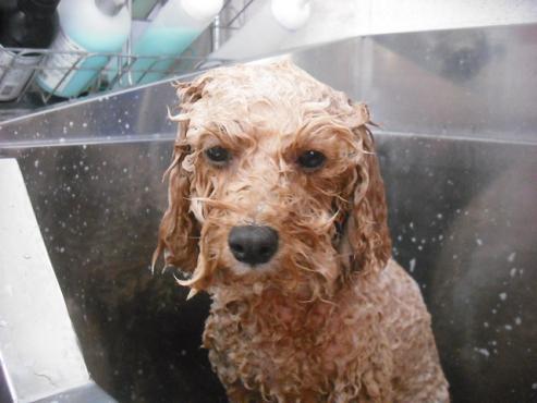 ファイル 2965-2.jpg