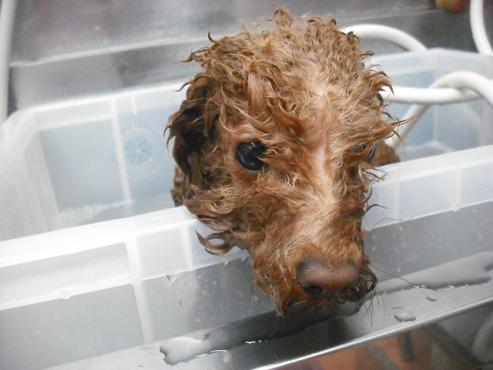 ファイル 2967-2.jpg