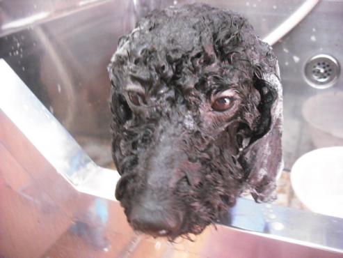 ファイル 2968-2.jpg