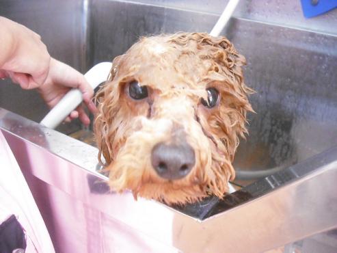 ファイル 2970-2.jpg