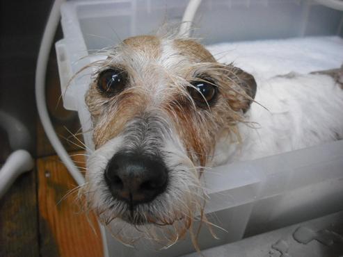 ファイル 2972-2.jpg