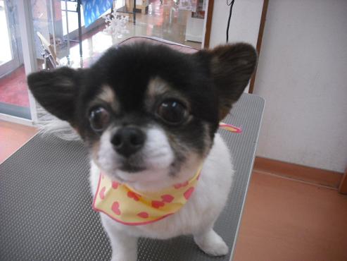 ファイル 2974-1.jpg