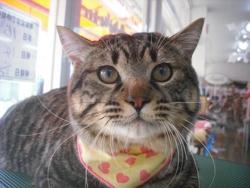 ファイル 2977-1.jpg