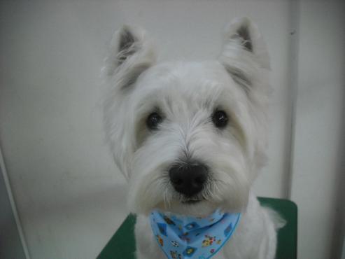 ファイル 2984-1.jpg