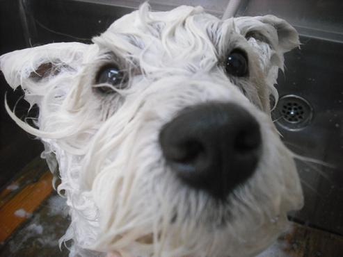 ファイル 2984-2.jpg