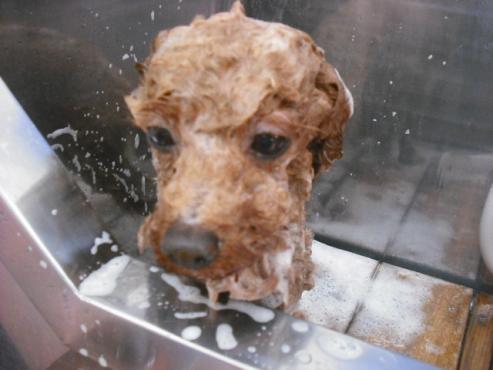 ファイル 2989-2.jpg