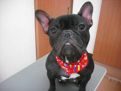 ファイル 2990-1.jpg