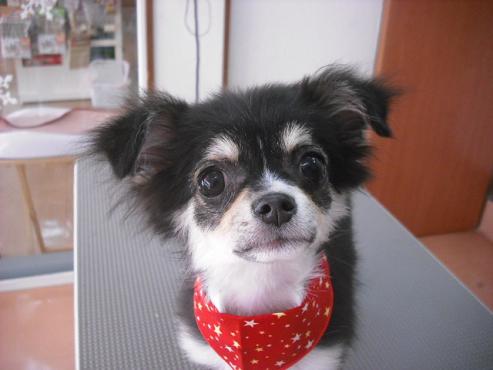 ファイル 2992-1.jpg