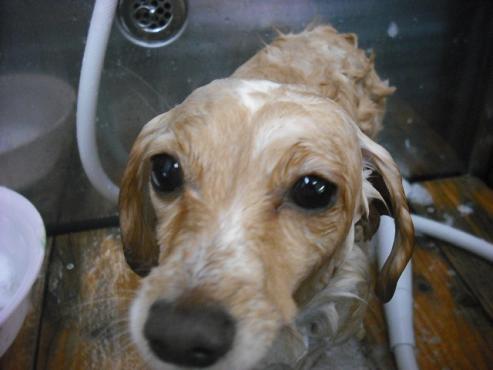 ファイル 2994-2.jpg