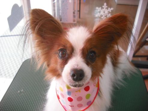 ファイル 2996-1.jpg