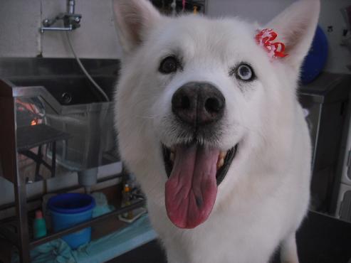 ファイル 2997-1.jpg