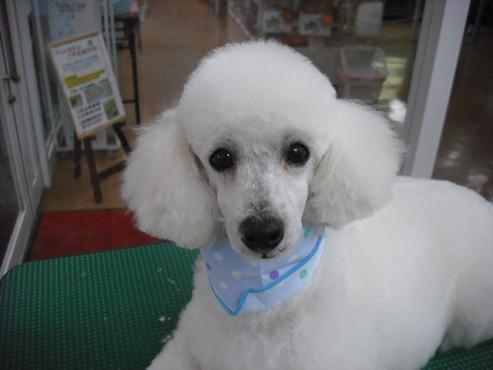 ファイル 30-1.jpg