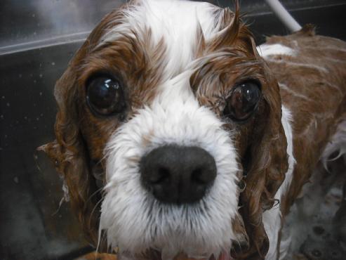 ファイル 3003-2.jpg