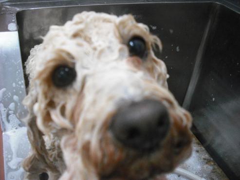 ファイル 3008-2.jpg