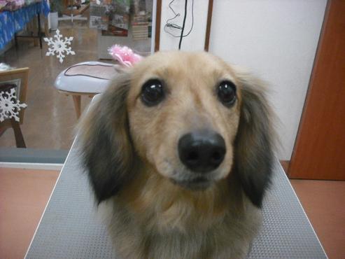 ファイル 3010-1.jpg