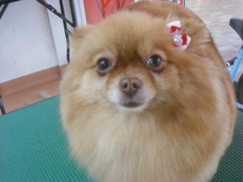 ファイル 3012-1.jpg