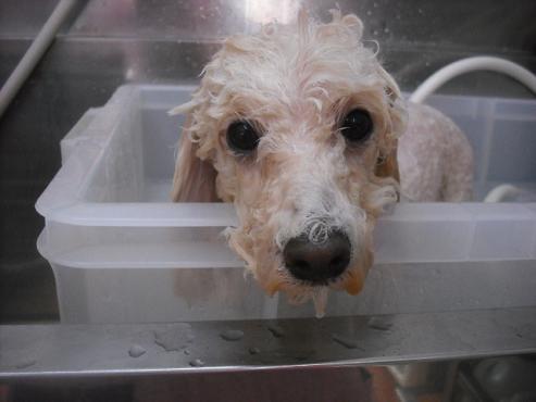 ファイル 3017-2.jpg