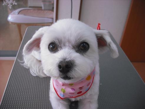 ファイル 3019-1.jpg