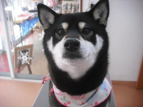 ファイル 3020-1.jpg