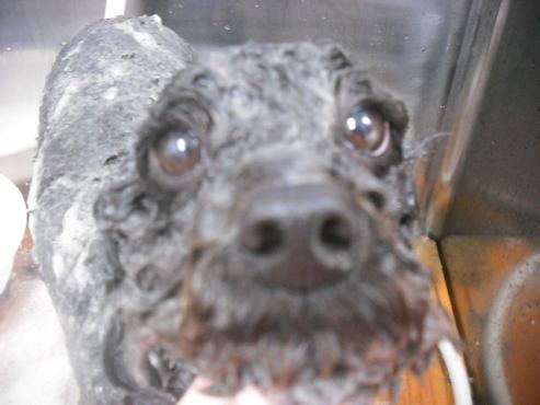 ファイル 3026-2.jpg