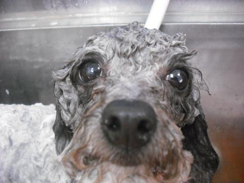 ファイル 3027-2.jpg