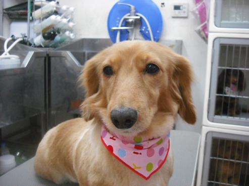 ファイル 3029-1.jpg