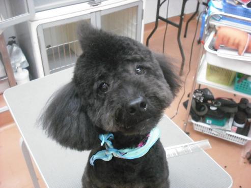 ファイル 303-1.jpg