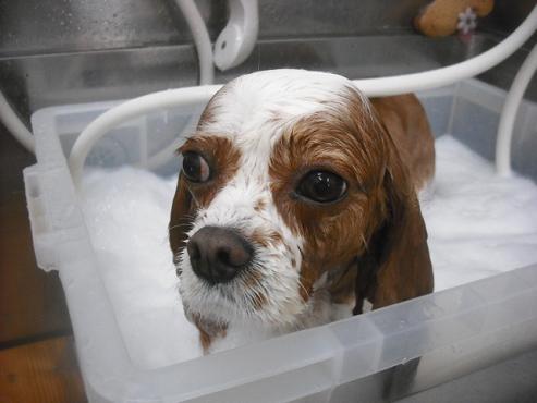 ファイル 3033-2.jpg